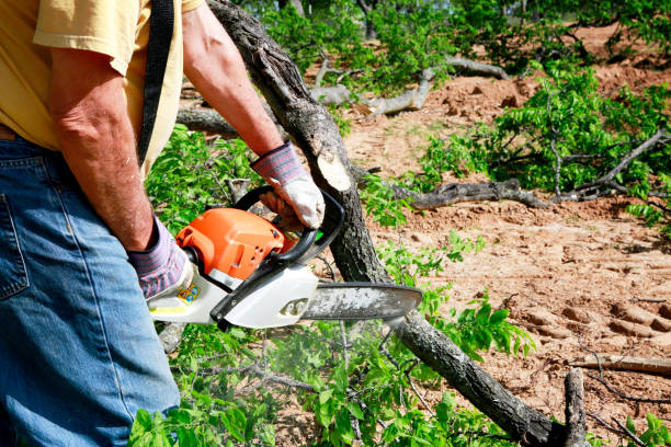 The Steps Involved in Our Tree Care Process in Remlap, AL